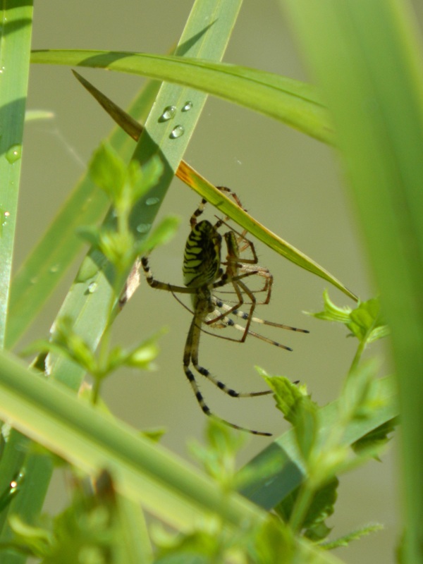 Argiope bruennichi in corteggiamento?